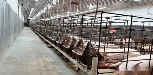 技術(shù)托管是讓你的養(yǎng)殖場(chǎng)快速變得專業(yè)和產(chǎn)生更好效益途徑,助農(nóng)公司為你提供專業(yè)的養(yǎng)殖技術(shù)托管