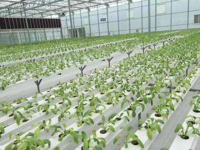 數(shù)字化推動(dòng)品牌農(nóng)業(yè)發(fā)展;中國農(nóng)產(chǎn)品出口將遭遇4大難題