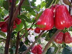 廣西哪里有蓮霧果賣,廣西實(shí)惠的天紅二號(hào)蓮霧果供應(yīng),廣西哪里有蓮霧果賣,廣西實(shí)惠的天紅二號(hào)蓮霧果供應(yīng)生產(chǎn)廠家,廣西哪里有蓮霧果賣,廣西實(shí)惠的天紅二號(hào)蓮霧果供應(yīng)價(jià)格