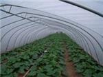 玻璃溫室當選京豐溫室大棚建設|承德溫室大棚-石家莊京豐農業科技提供玻璃溫室當選京豐溫室大棚建設|承德溫室大棚的相關介紹、產品、服務、圖片、價格養殖大棚、溫室大棚建設、大棚設計安裝、蔬菜大棚建設、智能溫室大棚建設、大棚骨架建設、