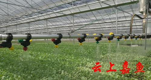 學(xué)習(xí)強(qiáng)國(guó) 嘉魚(yú)科技賦能蔬菜大縣 加速跑