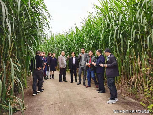 鄉(xiāng)村振興,要關(guān)注 人畜爭糧 的矛盾