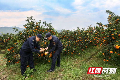 組圖丨長沙海關(guān)優(yōu)服務(wù)助力特色農(nóng)產(chǎn)品柑橘出口
