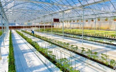 溫州瑞安現(xiàn)代農(nóng)業(yè)產(chǎn)業(yè)園通過國家級認定