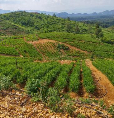 在農(nóng)村搞個什么項目賺錢?探索農(nóng)村致富新路徑,實現(xiàn)財富增長!