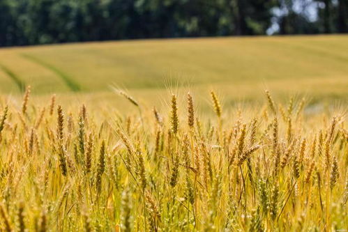 農(nóng)業(yè)農(nóng)村部冬小麥 科技壯苗 專家技術(shù)服務(wù)活動全面啟動