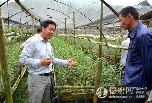 瑞豐農(nóng)業(yè)科技組織石斛管育現(xiàn)場觀摩會 以科技賦能農(nóng)業(yè)服務(wù)新篇章