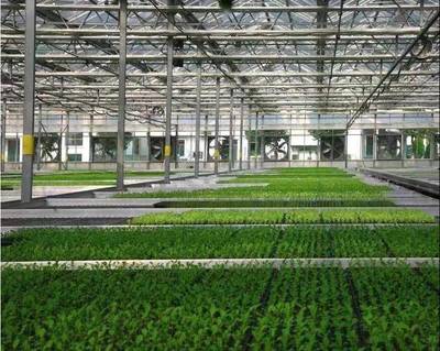 張兵書(shū)記調(diào)研湘家蕩農(nóng)業(yè)數(shù)字化工廠(chǎng)，助力農(nóng)民豐收節(jié)農(nóng)業(yè)科技服務(wù)