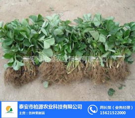 紅顏草莓苗哪家好？柏源農(nóng)業(yè)科技公司的專(zhuān)業(yè)服務(wù)解析