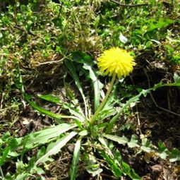 農(nóng)娃子精品野菜系列 蒲公英的營(yíng)養(yǎng)價(jià)值與高清美圖鑒賞
