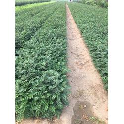 乾納瑞農業科技 貴州花椒樹苗預售與優質服務
